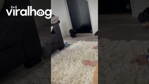 Easily Startled Cat Jumps at Rug Pulls || ViralHog