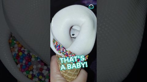 Snake Cosplays As Ice Cream || ViralHog