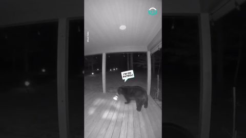 Black Bear Plays With Solar Yard Light || ViralHog