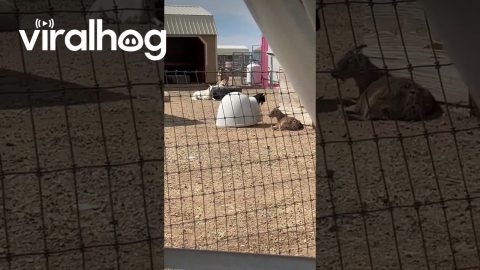 Just a Goat and His Mobile Home || ViralHog