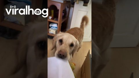 Golden Retriever Collecting the Post || ViralHog