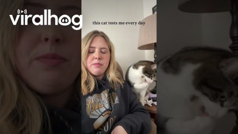 Cat Slaps Chips Away || ViralHog
