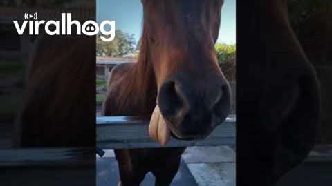 Silly Horses Competing for Attention || ViralHog
