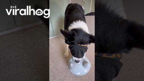 Can a Fully Blindfolded Dog Put Coins Into a Piggy Bank? || ViralHog