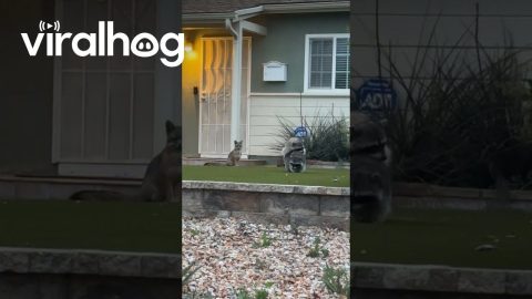Raccoons Get Frisky While Fox Stares || ViralHog