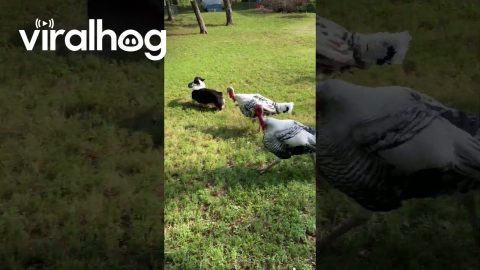 Ultimate Frisbee Farm Edition || ViralHog