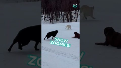 Labradors Slide Down Snowy Hill || ViralHog