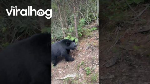 Mom Spots Bears While Riding Rollercoaster || ViralHog