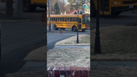 Boxer Guards Kids Until They Get On The School Bus || ViralHog