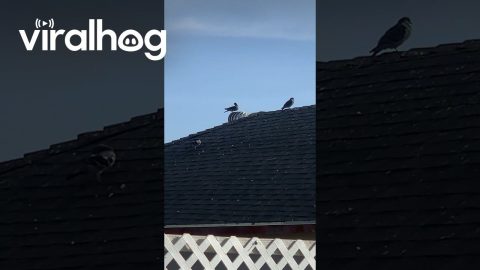 Pigeon Spins Around on Turbine Vent || ViralHog
