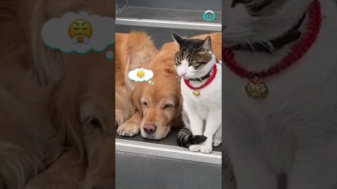 Handsome Cat Directs Photoshoot With Two Goldens || ViralHog