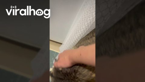 Pet Raccoon Doesn't Trust Fan || ViralHog