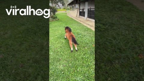 Miniature Horse Gets The Zoomies || ViralHog