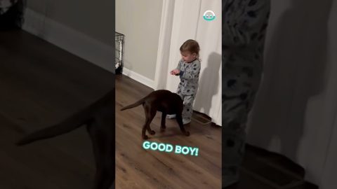 Puppy Trainer In Training || ViralHog