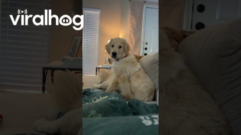 Nobody Takes Teddy’s Spot || ViralHog