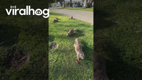 Are These Squirrels Yours || ViralHog
