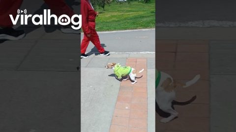 Chihuahua Races a Motorcycle || ViralHog