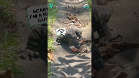 Feeding Eggs To A Komodo Dragon In The Yard || ViralHog