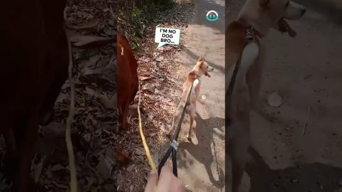 Walking a Dog And a Cow || ViralHog