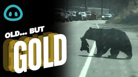 Cubs at Play Make Street Crossing Hard for Mama Bear || ViralHog