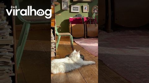 White Main Coon Can’t Be Bothered by Vacuum || ViralHog