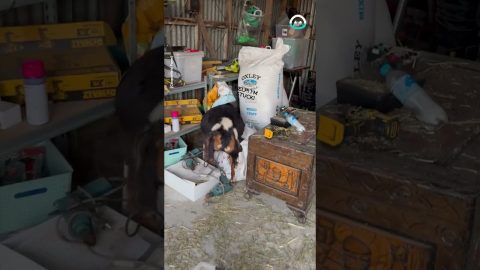 Goat Empties Bag And Gets Head Stuck || ViralHog