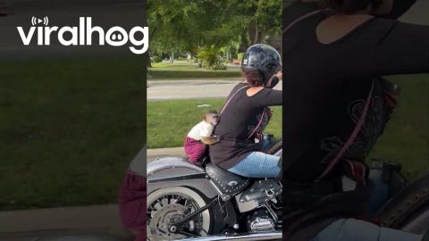 Pet Monkey Rides on Back of Motorcycle || ViralHog