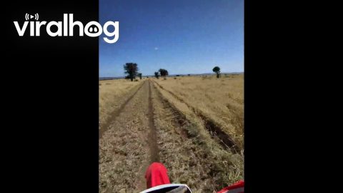 Emu Cuts Off Bike Rider || ViralHog