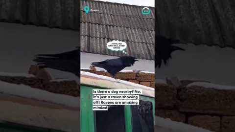 Raven Barks Like A Dog || ViralHog