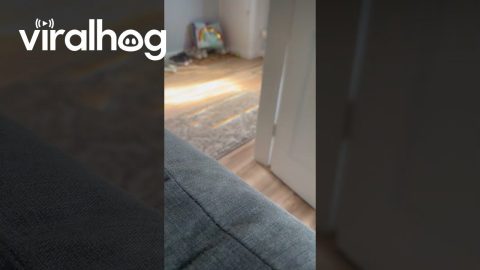 Cat Makes Evasive Maneuvers When Spotted || ViralHog