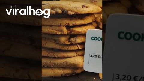 Small Bug Crawls Out From Stack of Cookies || ViralHog