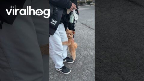 Floofy Dog Clings To Man's Leg || ViralHog