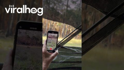 Close Encounter With Caterwauling Florida Panther || ViralHog