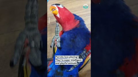 Hyper Parrot Loves Playing Peekaboo || ViralHog