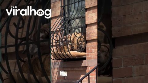 Puppy Window Delights Neighborhood || ViralHog