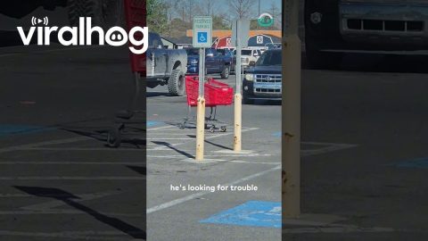 Shopping Cart Makes Targeted Attack || ViralHog