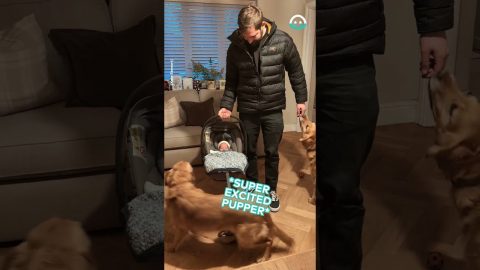 Dogs Meet The New Bebe || ViralHog