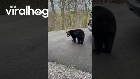 Encounter With a Curious Black Bear || ViralHog