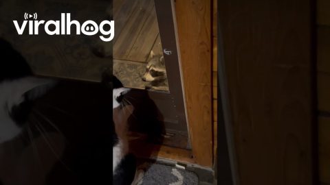 Cat and Raccoon Meet Through a Glass Door || ViralHog