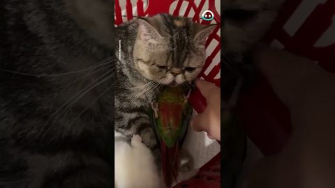 Bird Wants to Cuddle With Mama Cat || ViralHog