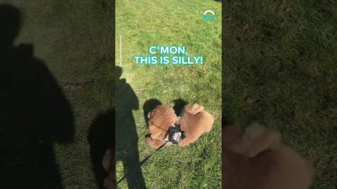 Dog Flops Down For Nap During Walk || ViralHog