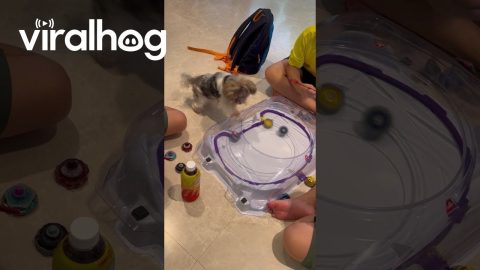 Morkie Gets Invested in Spinning Top Battle || ViralHog