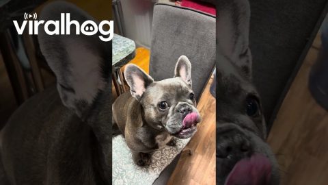French Bulldog With a Pancake on It's Muzzle || ViralHog