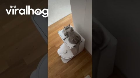 British Shorthair Takes Nap On Vacuum || ViralHog