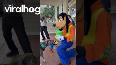 Service Dog Met His Favorite Disney Character || ViralHog