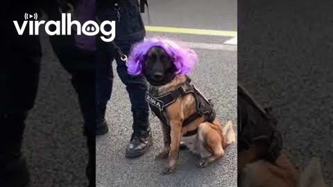 Security Dog at a Shakira Concert || ViralHog
