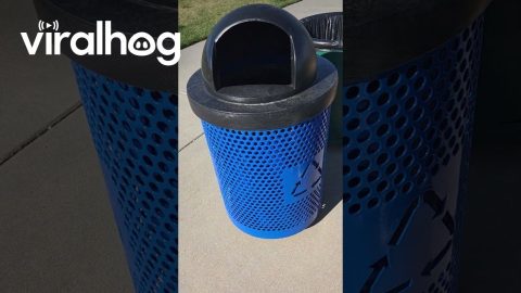 Border Collie Finds Tennis Ball Treasures In Garbage Can || ViralHog