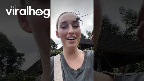 Giant Spider on Woman's Face || ViralHog