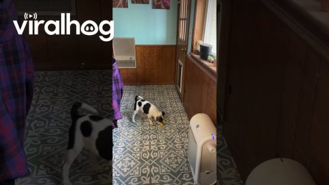 Dog Teaches Pup to Use Doggy Door || ViralHog