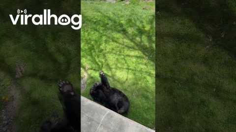 Bear Yawns and Stretches in Sleep || ViralHog